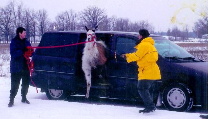 Wife and I unloading a llama from our mini-van