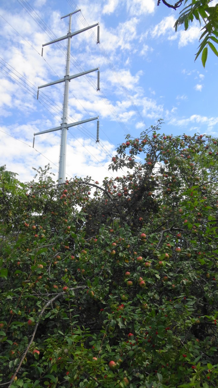 Ripening apples under the hydro tower. Photo by Alan Viau