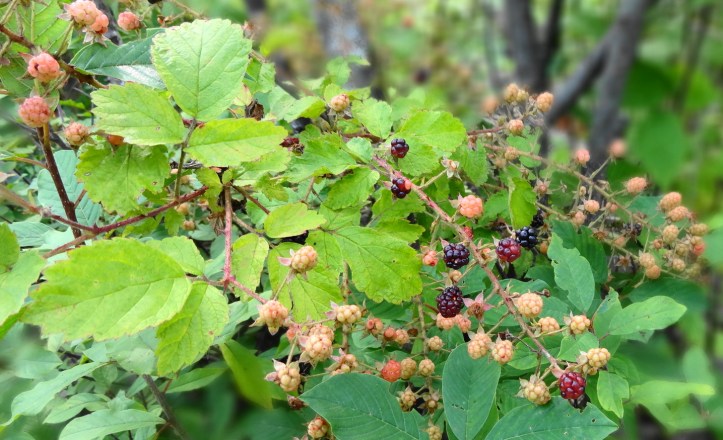Blackberries