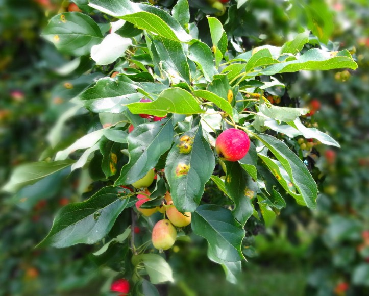 Crab-apple. Photo by Alan Viau