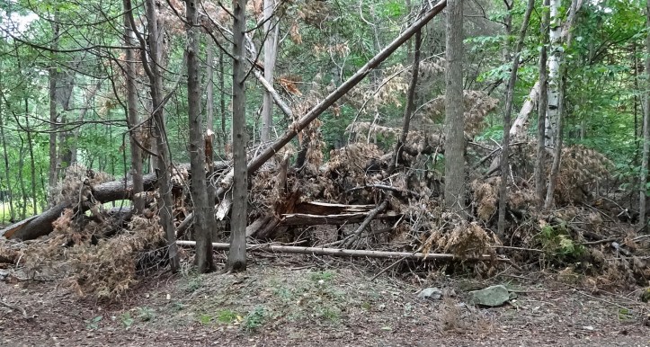 A collapsed tree from structural failure. Photo by Alan Viau