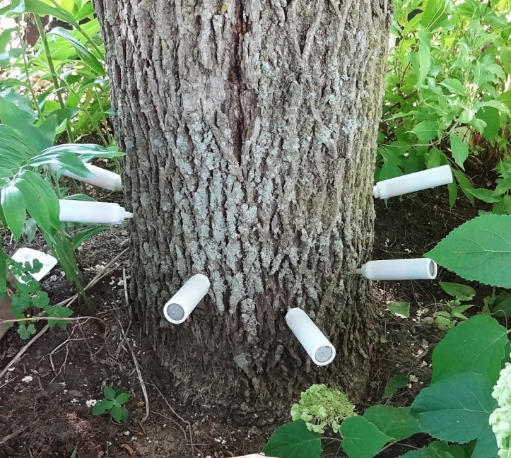 Tree being vaccinated. Photo by Alan Viau