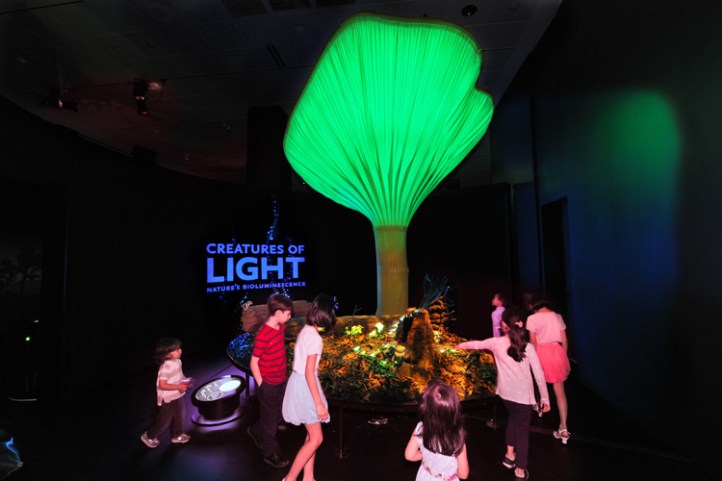 glowing-mushrooms_df