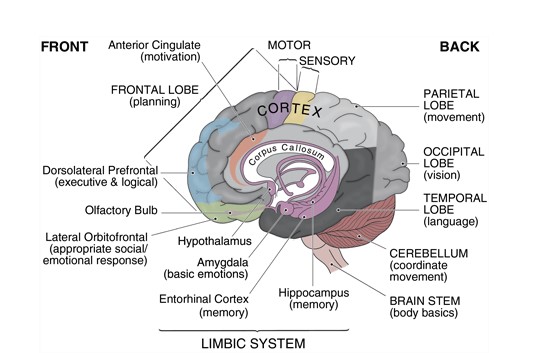Anatomy of the brain from Brainwaves.com